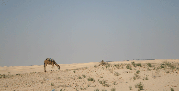 Desierto del Sáhara de Túnez. Excursión en dromedario desde Douz