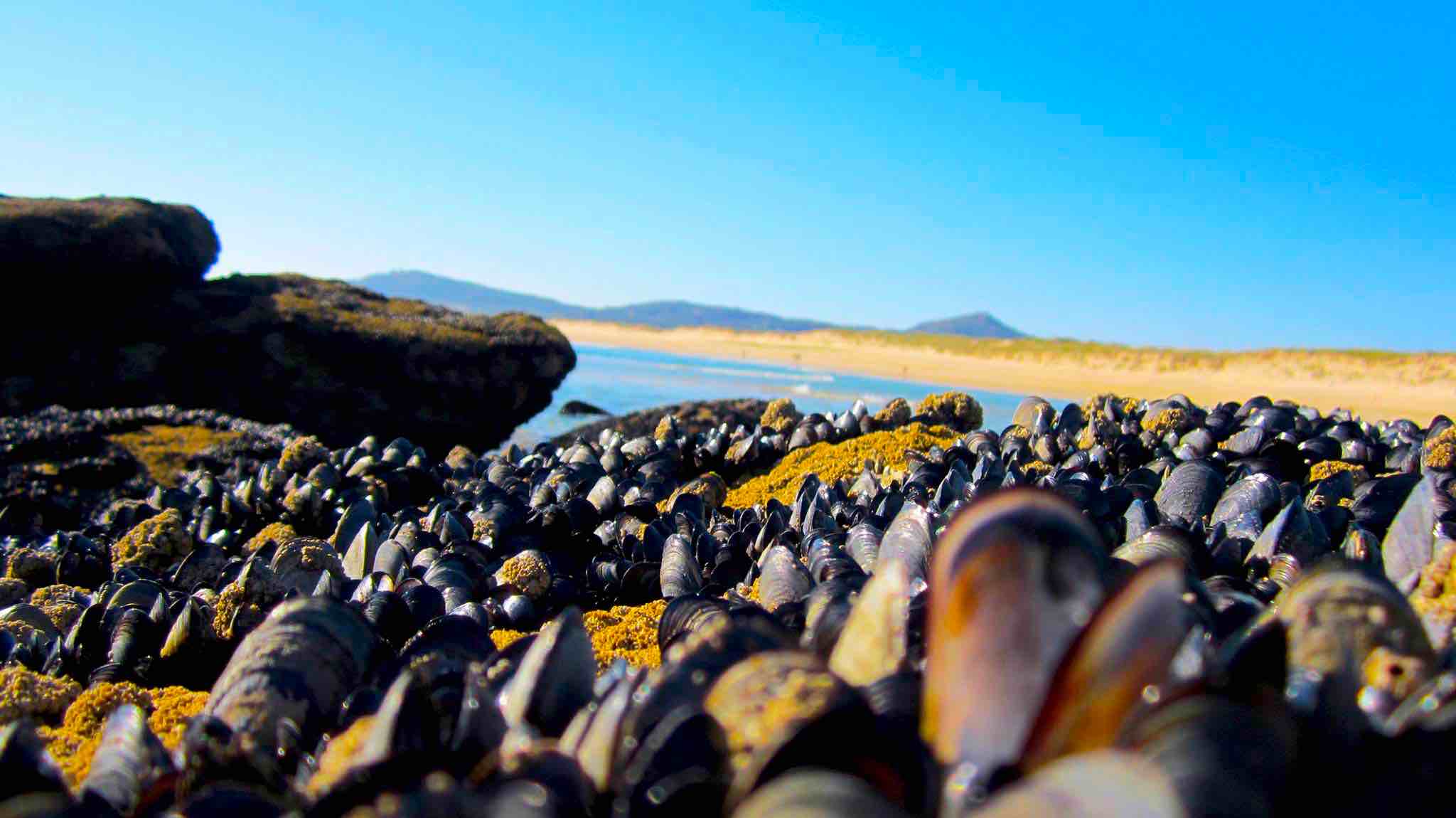 La riqueza de la costa gallega es increíble. El marisco crece en cualquier lugar. Playa de Vilar y Duna de Corrubedo. ©María Calvo.