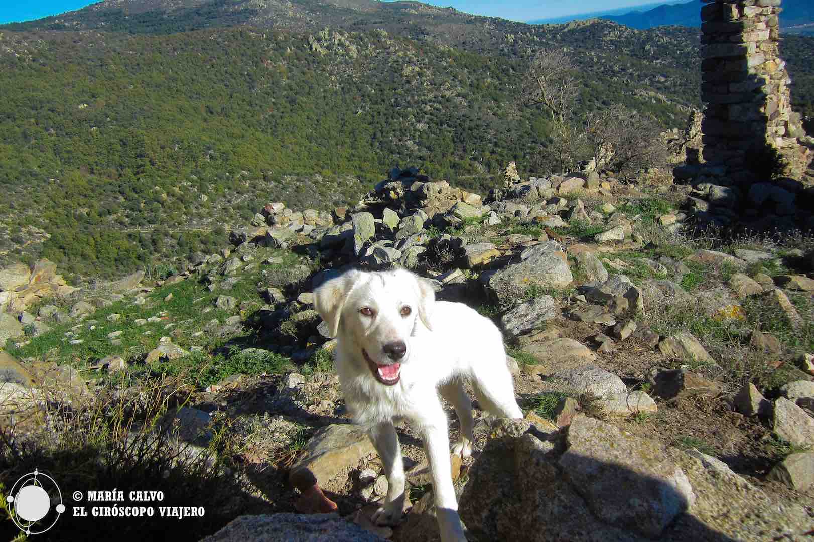 Croquette, el perro de los Pirineos que hizo de guía en nuestra visita a Comes