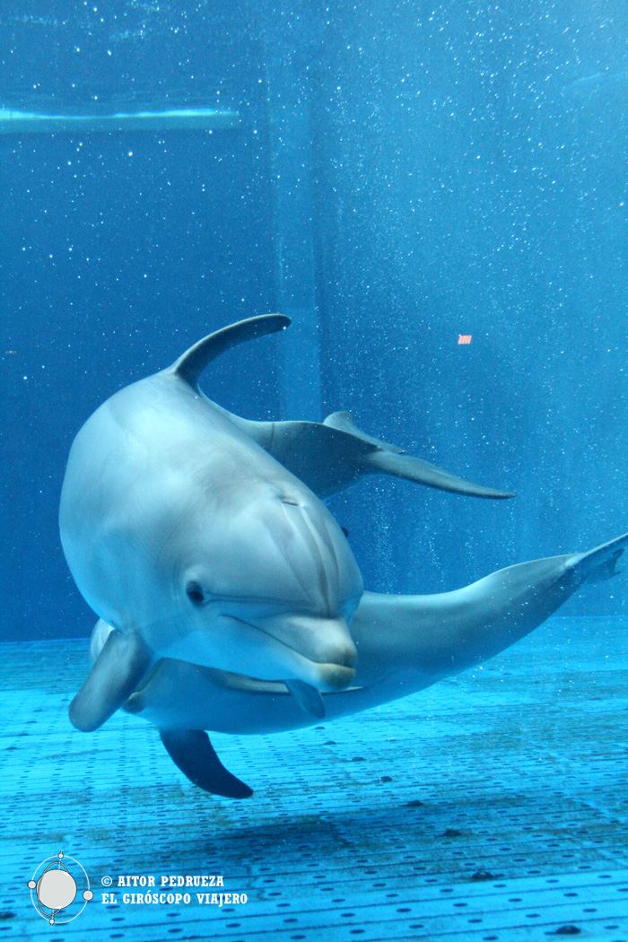 Delfines del acuario de Génova