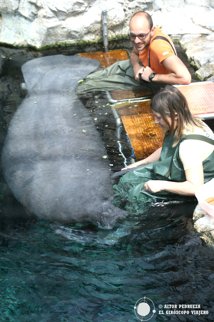 Alimentando a los manatíes en el acuario 