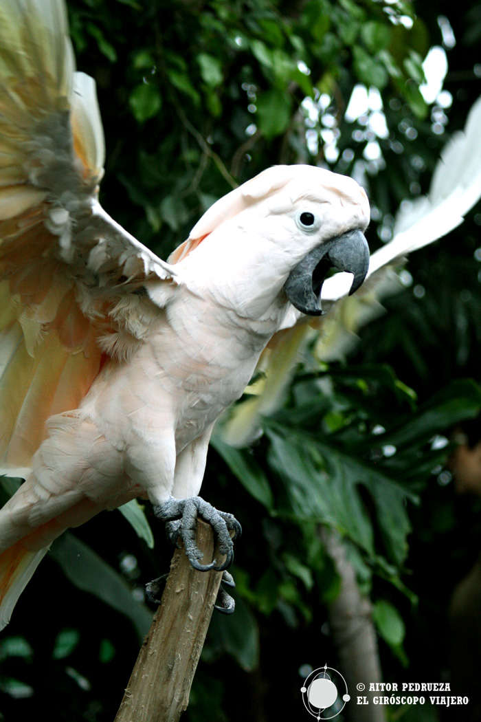 El papagayo blanco de la Biosfera de Génova