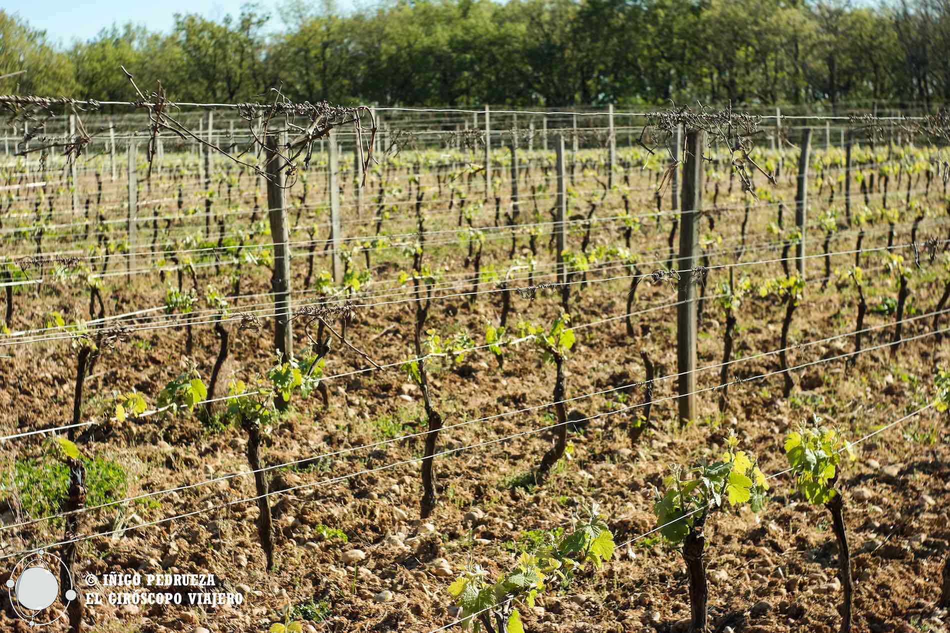 Bodegas de Fronton en Tarn-et-Garonne, el mundo del vino como paradoja