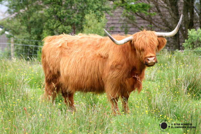 Las vacas peludas escocesas