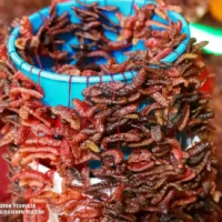 Mercados de Oaxaca: gastronomía, artesanías y mucho más.. Historias…