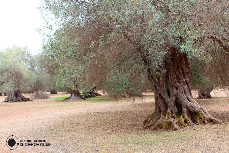 Campo de olivos centenarios en S'Ortu Mannu a las afueras de Villamassargia 