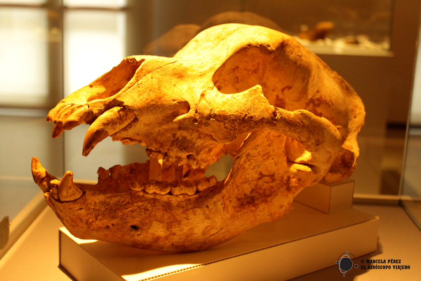 Cráneo de una especie de osa extinta