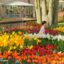 Keukenhoff, el mayor jardín de tulipanes del mundo está al lado de Amsterdam