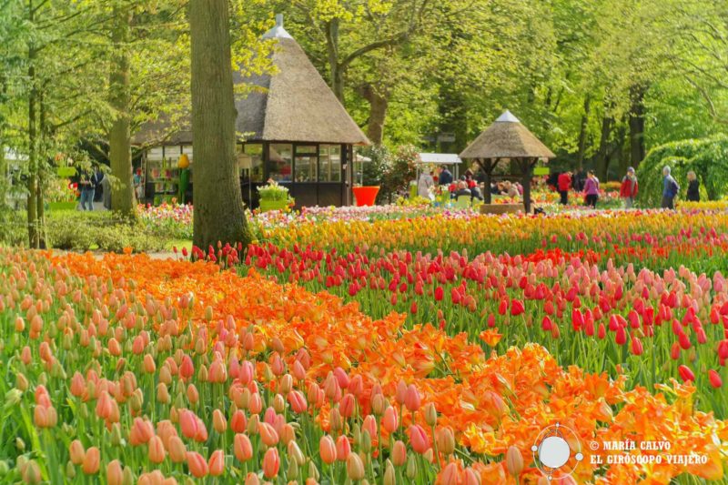 Visita A Keukenhoff, El Mayor Jardín Tulipanes Amsterdam