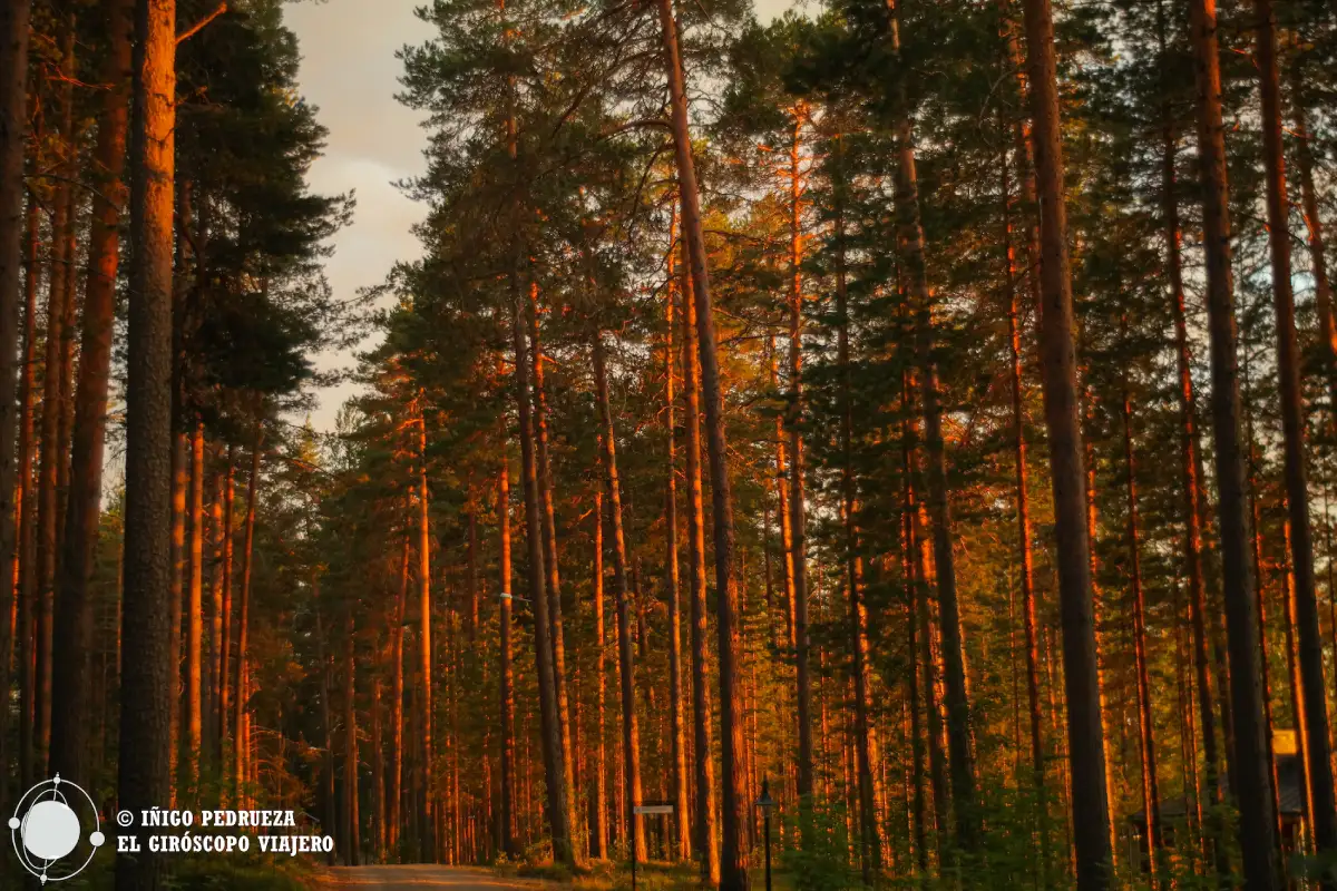 La luz en Finlandia se aprecia porque es tan intensa como voluble. Incluso cuando falta en invierno se adora en auroras y reflejos de luna. En verano es puro fuego y fuerza bruta.