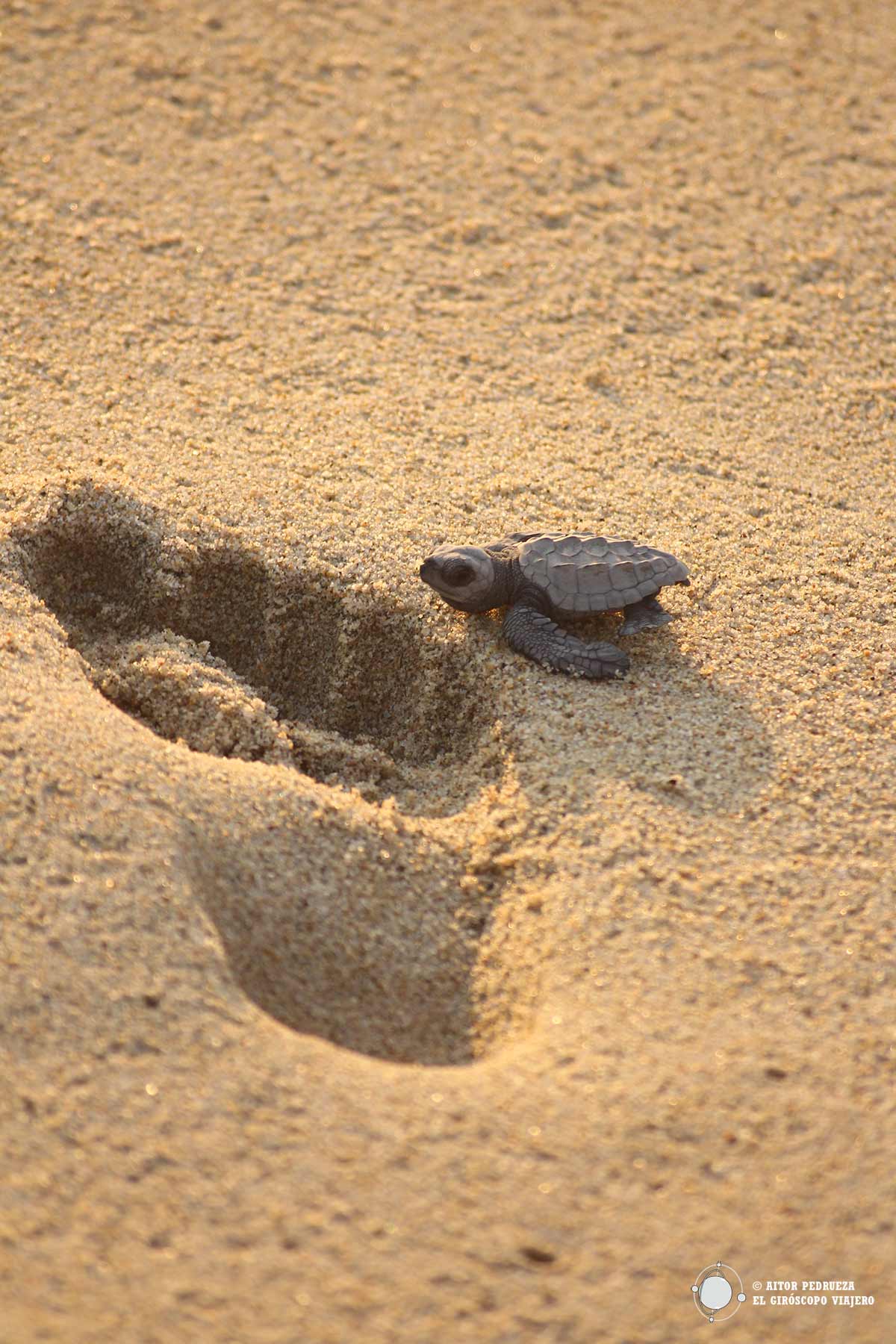 Las tortugas intentan salvar todo tipo de obstáculos