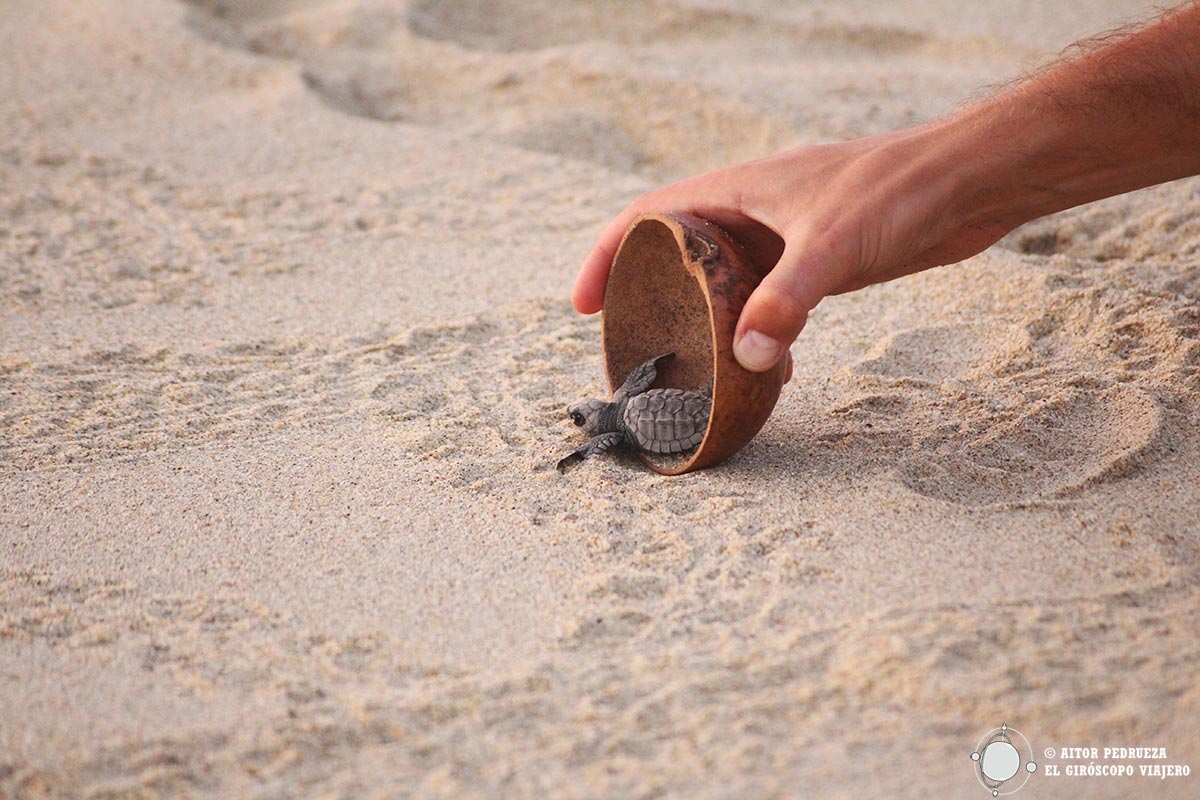 Cuencos para depositar las tortugas en la arena