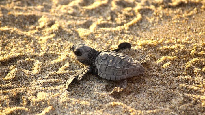 Liberación de tortugas marinas en Puerto Escondido