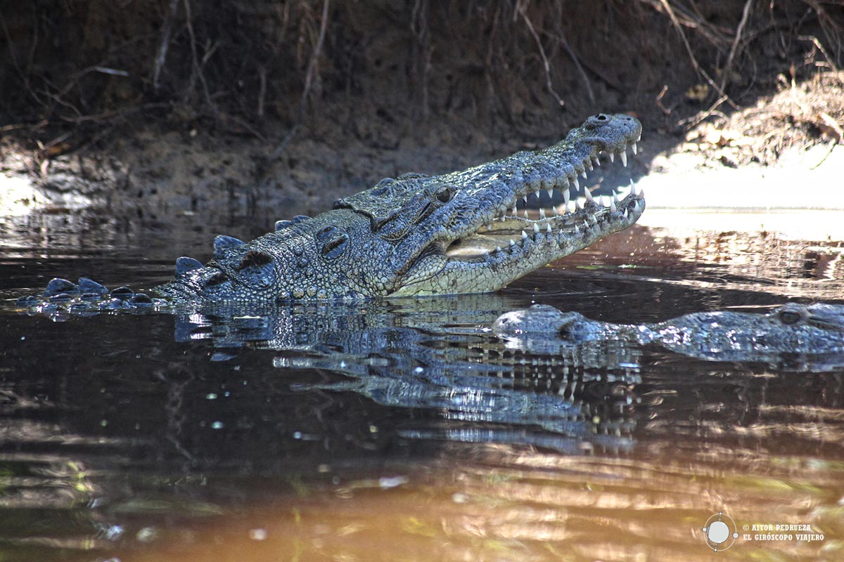 Un cocodrilo durante el recorrido en barco por la reserva