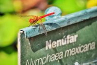 Visita al Jardín botánico de Chapultepec en Ciudad de México