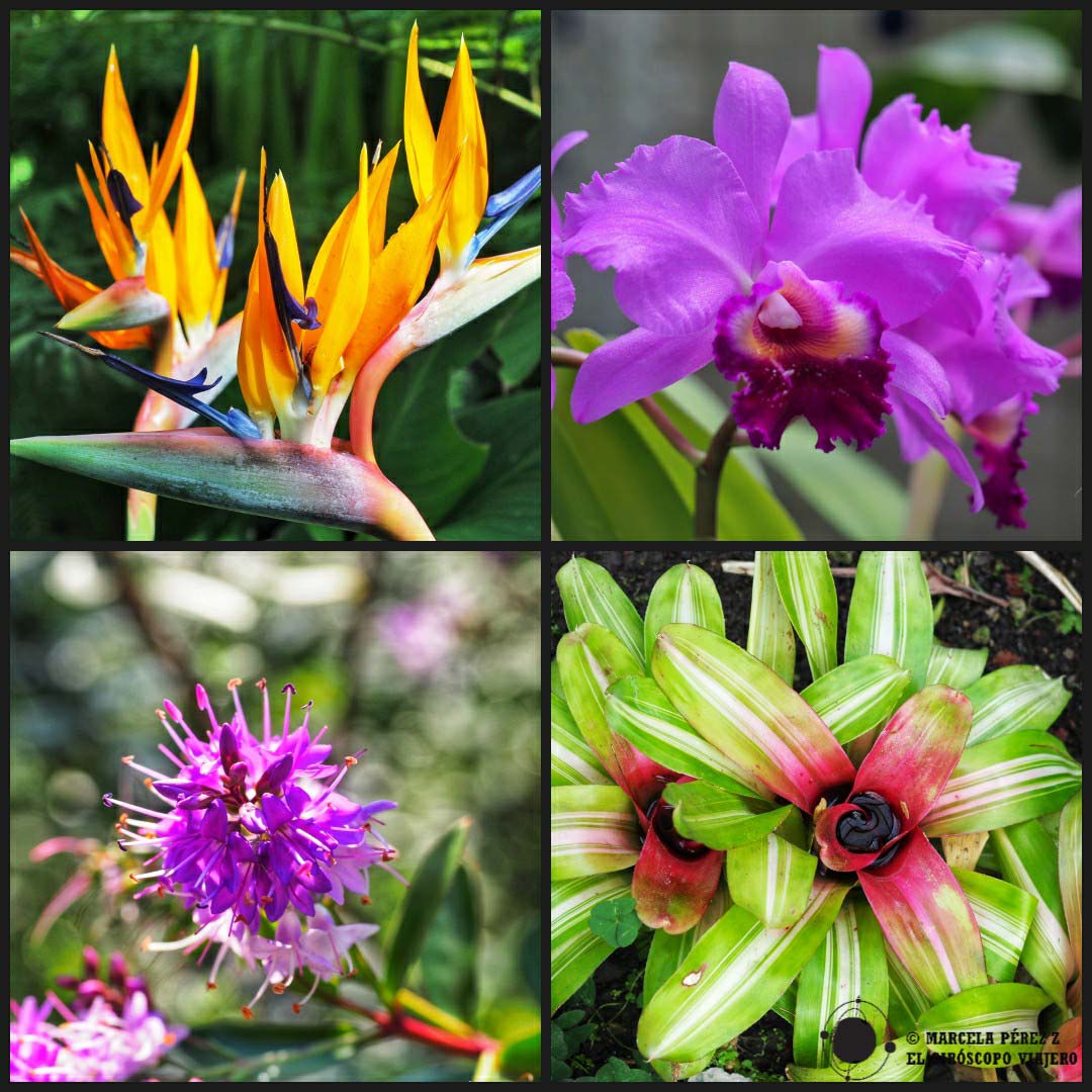 Flores de diferentes especies en el jardín botánico
