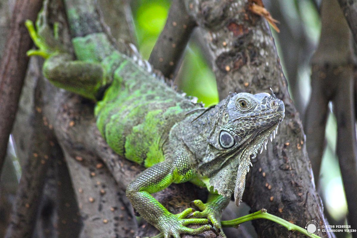 Iguana en los manglares de la reserva de Ventanilla