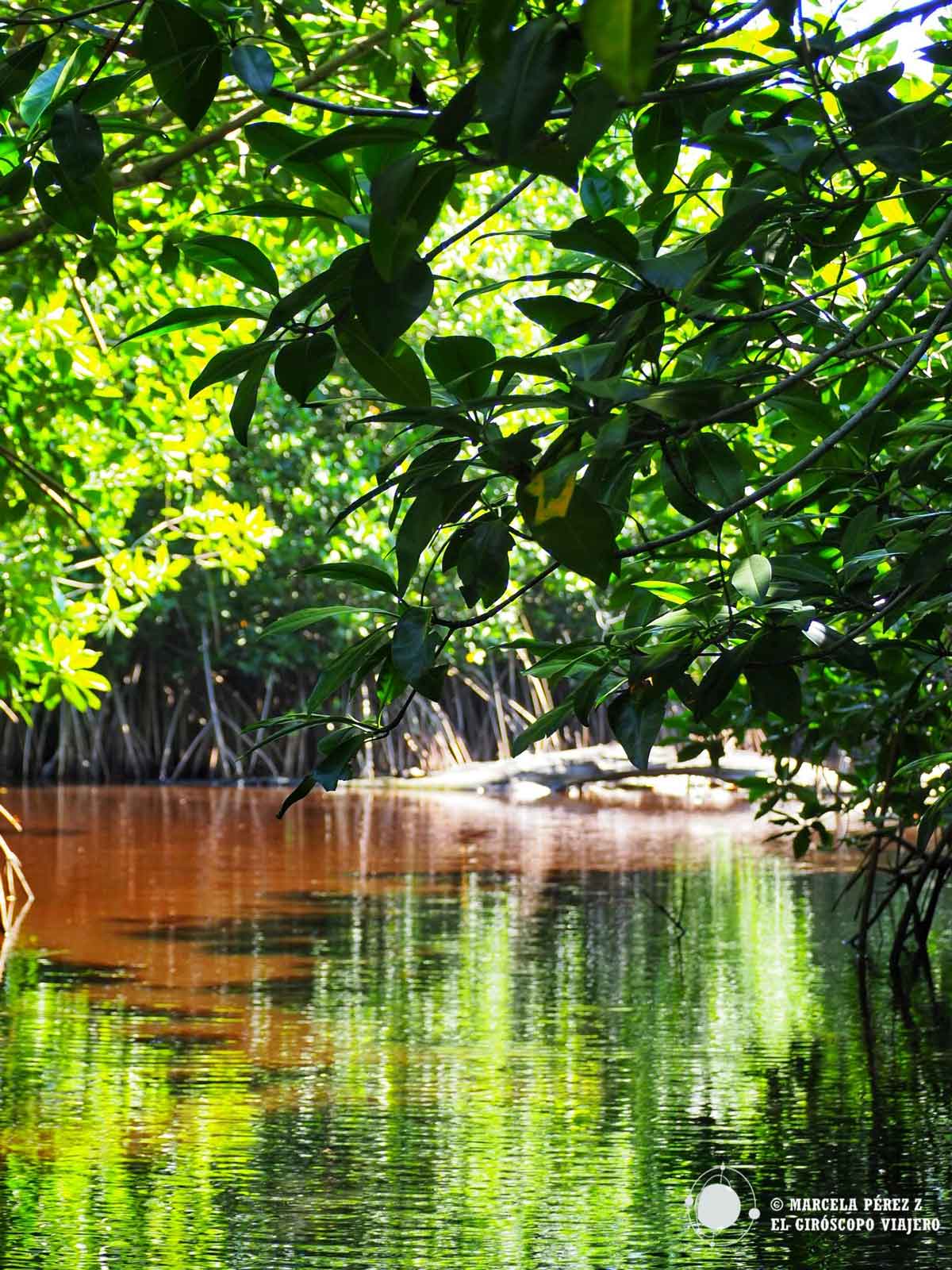 El maravilloso hábitat de los manglares