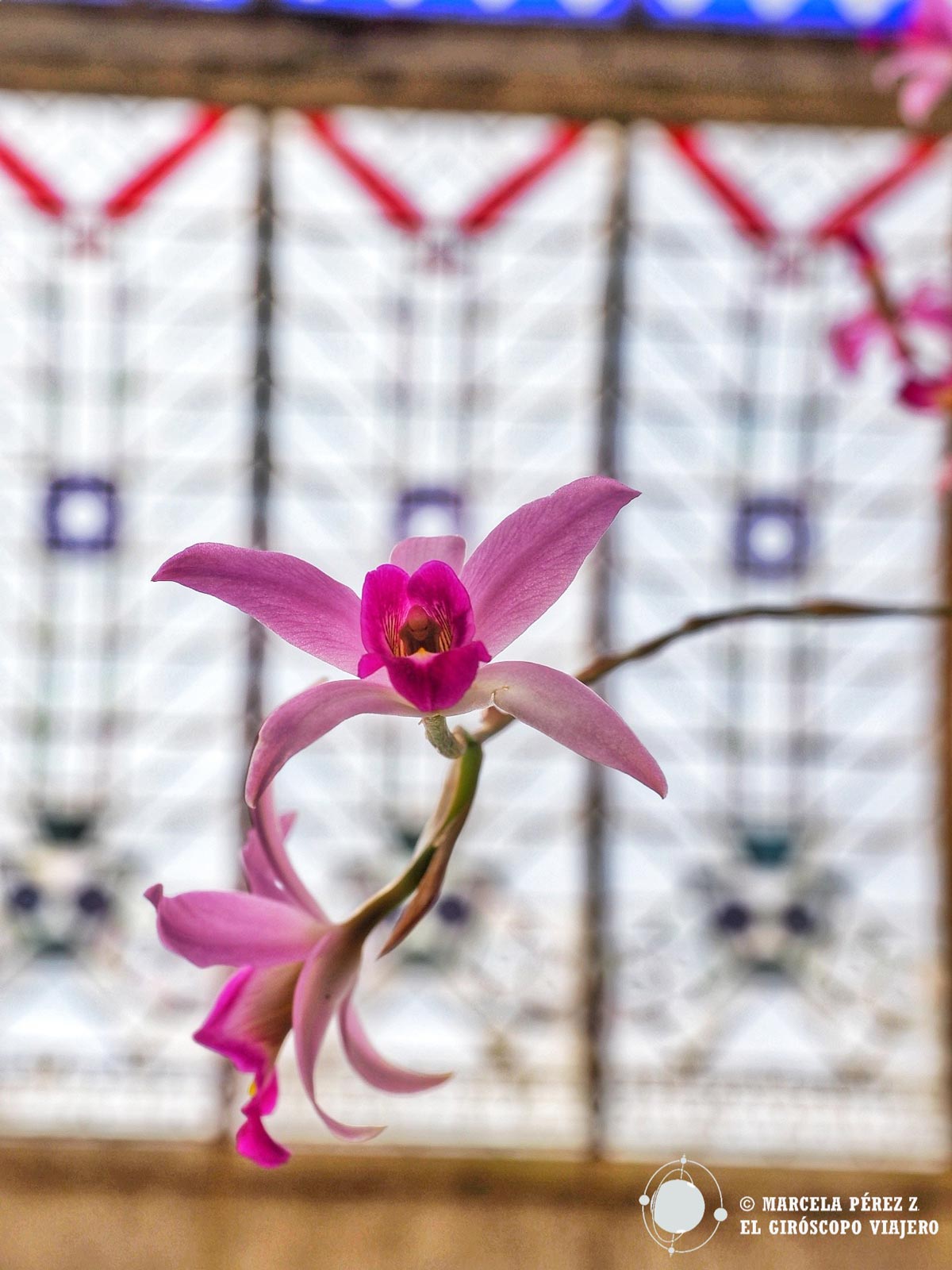 Orquídea en el invernadero del Jardín Botánico de Chapultepec