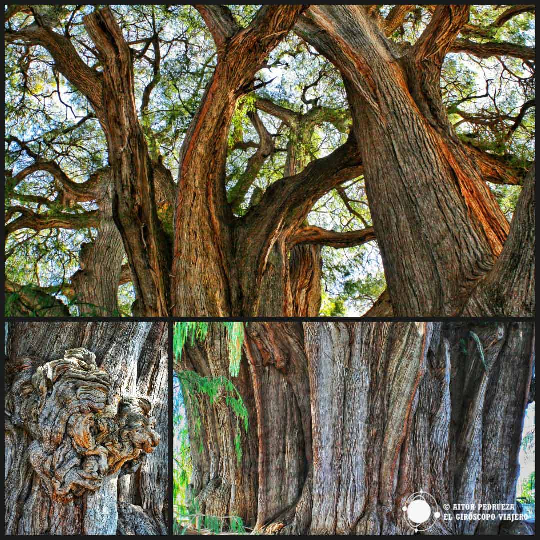 Formas curiosas del árbol del Tule en Oaxaca
