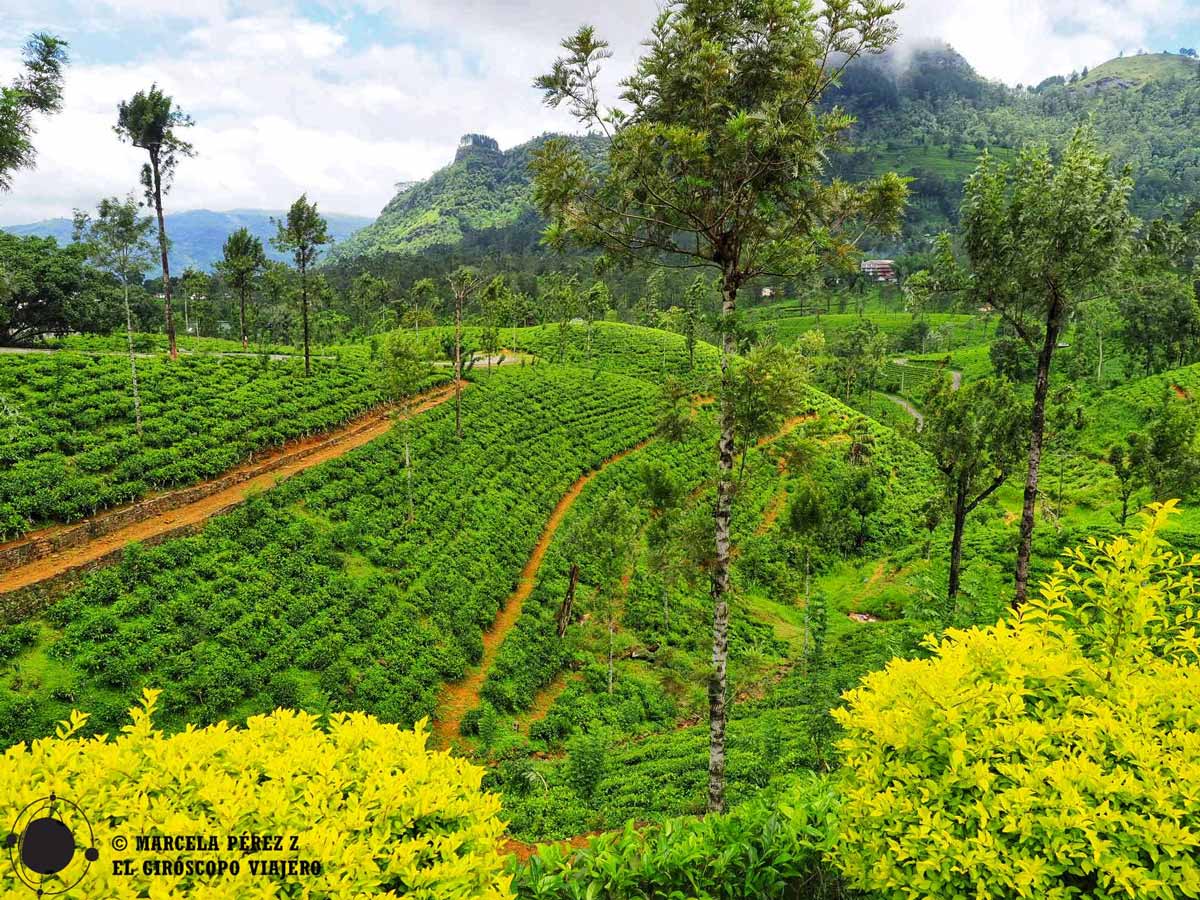 Campos de té en Sri Lanka
