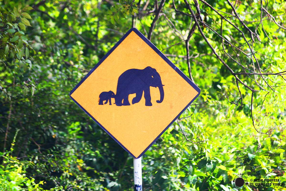 Señal de 'Atención elefantes en la carretera'