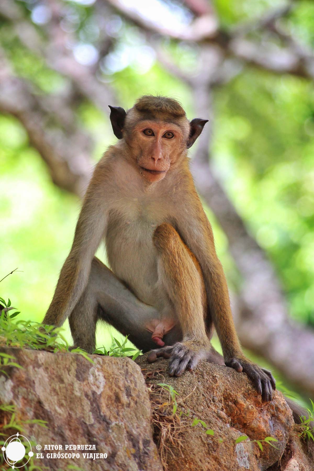 Un mono muy majo en Sri Lanka