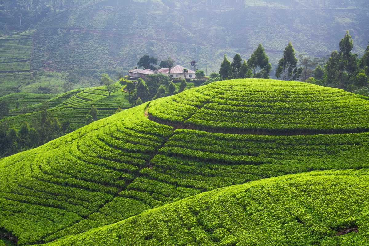 Campos de té en Sri Lanka