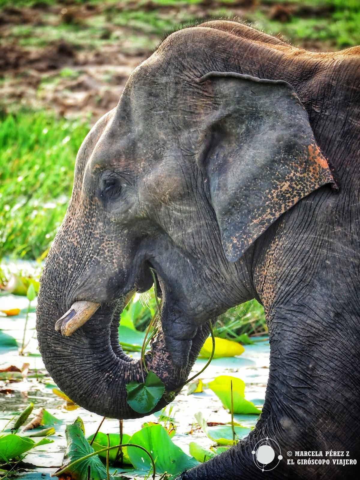 Elefante en un parque nacional de Sri Lanka.