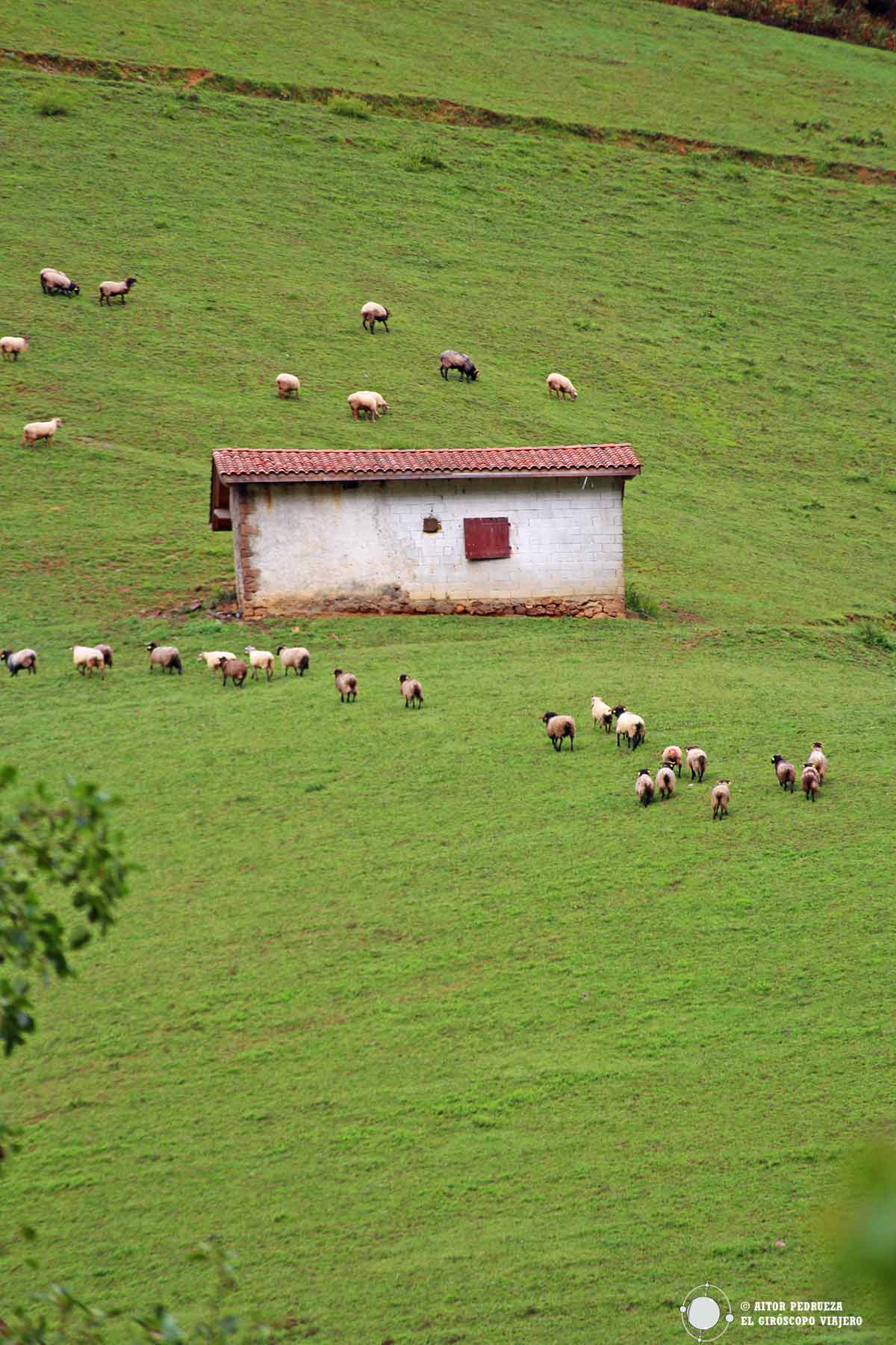Montañas siempre verdes en el interior del País Vasco Francés