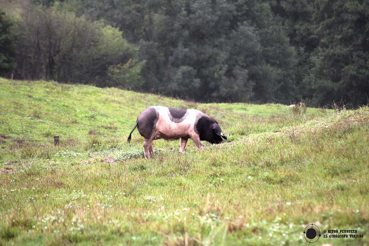 Cerdo Kintoa pastando en el valle de los Aldudes