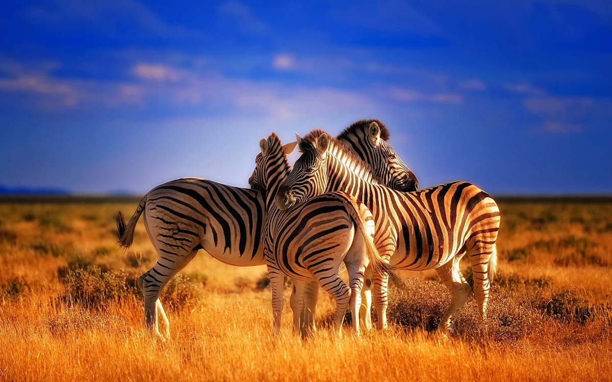 Cebras en uno de los Parques Nacionales de Uganda.