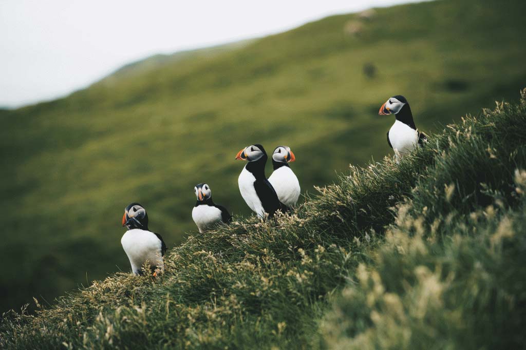 Los frailecillos son una de las especies de aves que podemos ver en las Islas Feroe