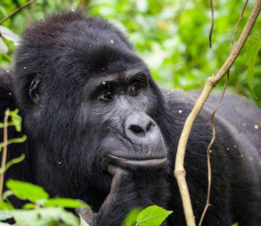Gorilas en el Bosque de Bwindi. Uganda destino para viajar en 2024