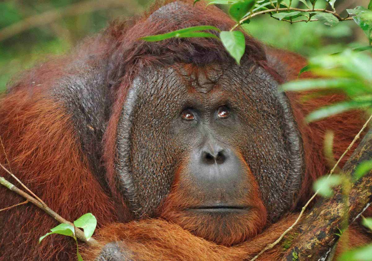 Orangután en la Isla de Borneo, Indonesia.