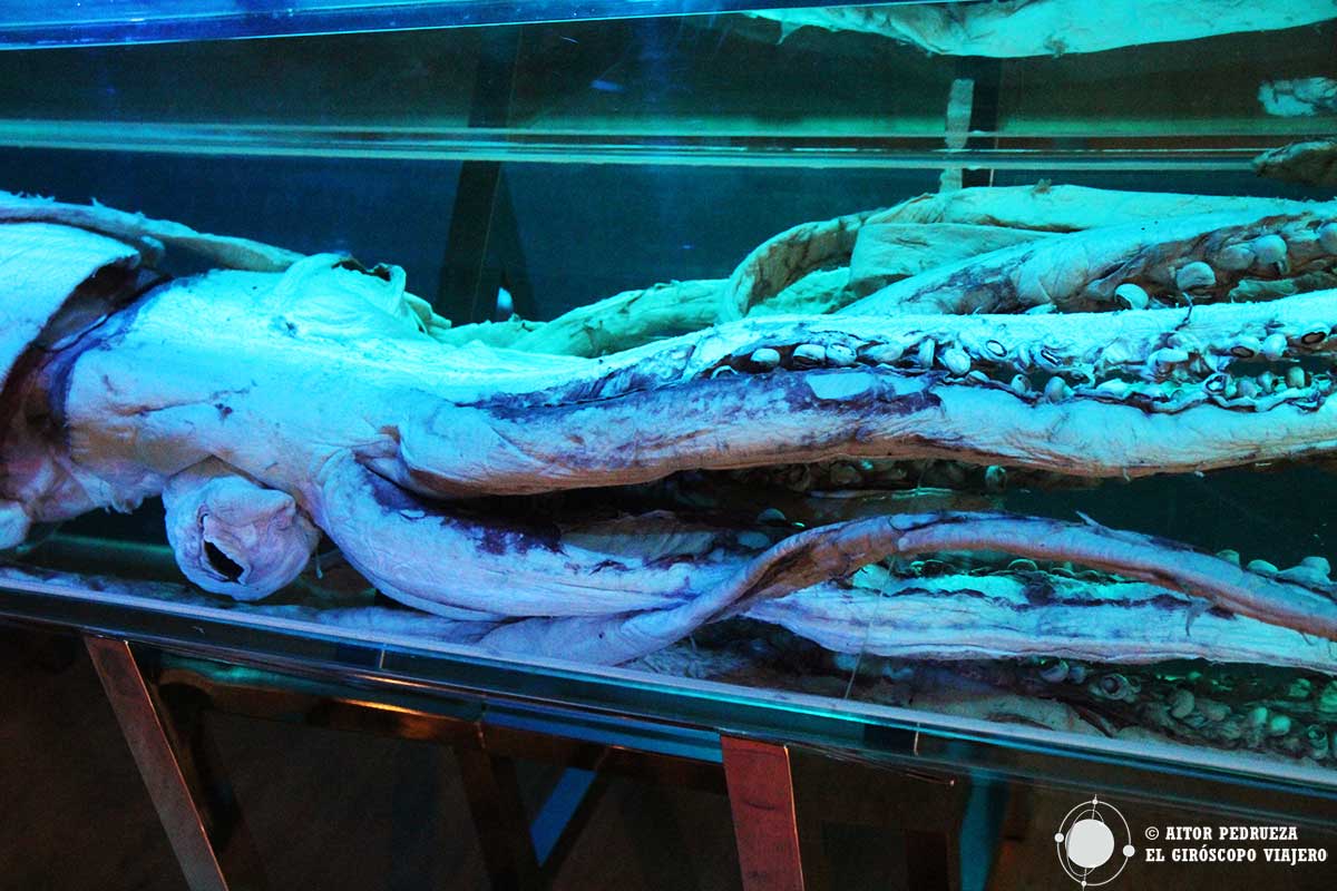 Calamar gigante en el Medusa del Museo Marítimo del Cantábrico