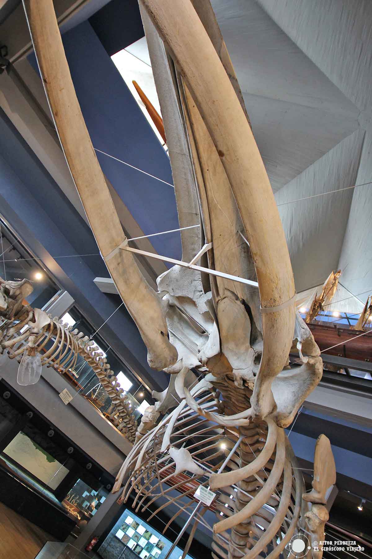 Esqueleto de ballena en el Recreación de un galeón en el Museo Marítimo del Cantábrico