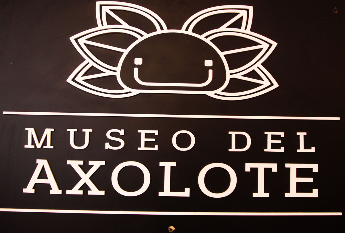 Axolotitlán, el Museo del Axolotl