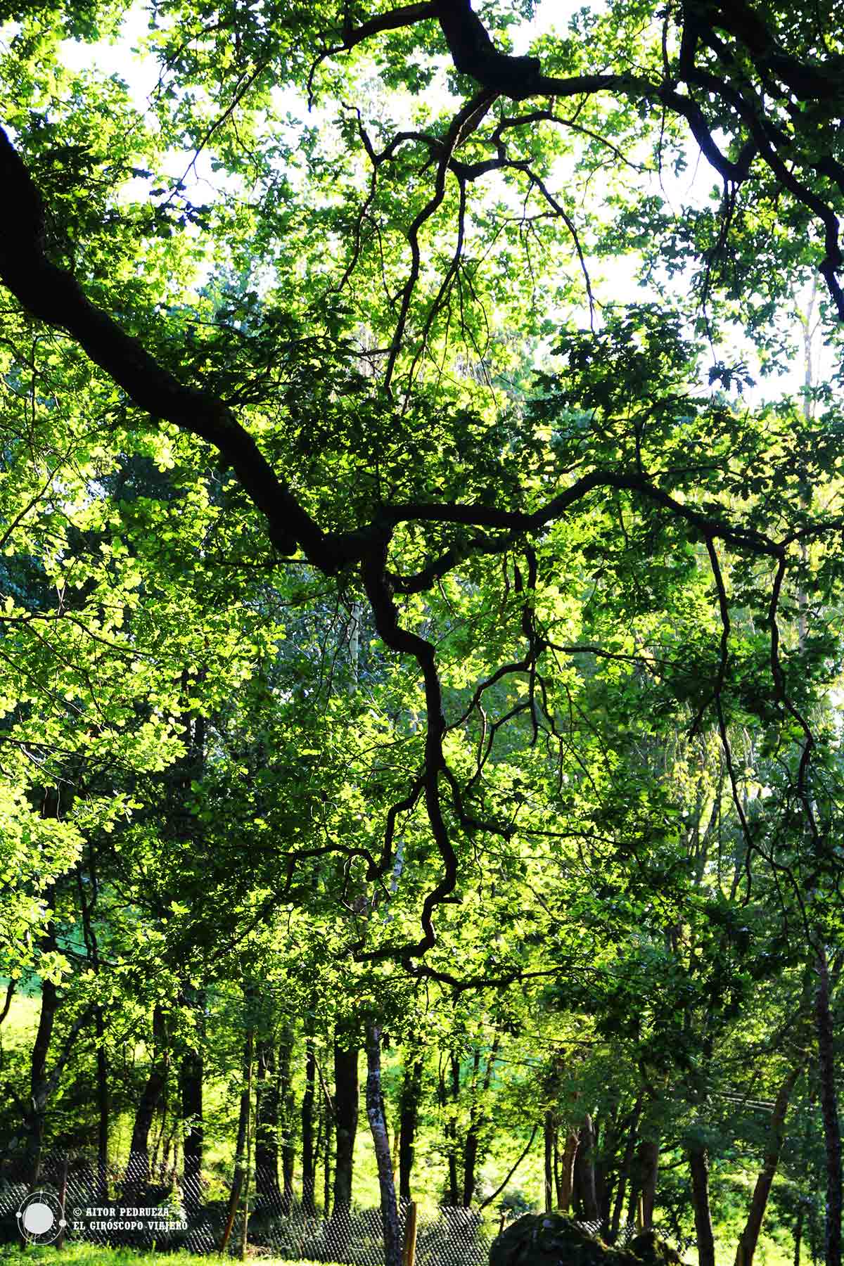 Caminando entre el recorrido del arboreto de Liendo