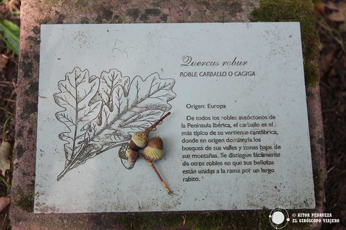 Placa con información de uno de los árboles que encontramos en el Arboreto de Liendo