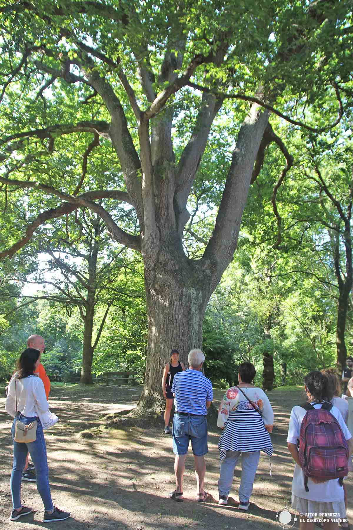 Recorrido natural en el Arboreto de Liendo