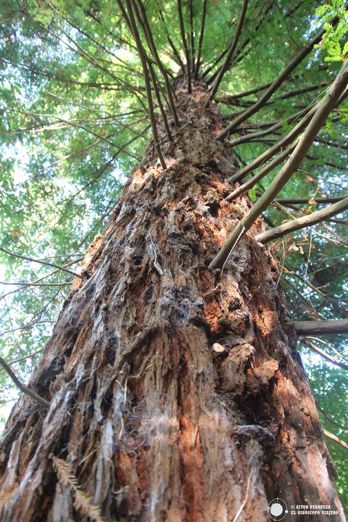 Secuoya en el arboreto de Liendo