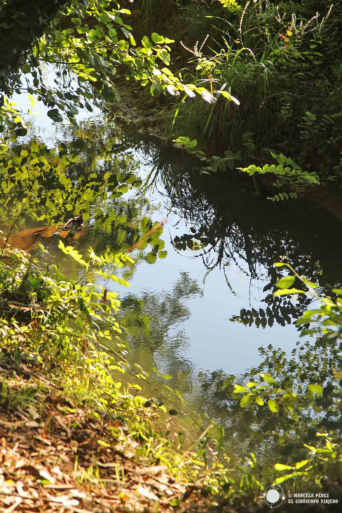 Arroyo en el Arboreto de Liendo