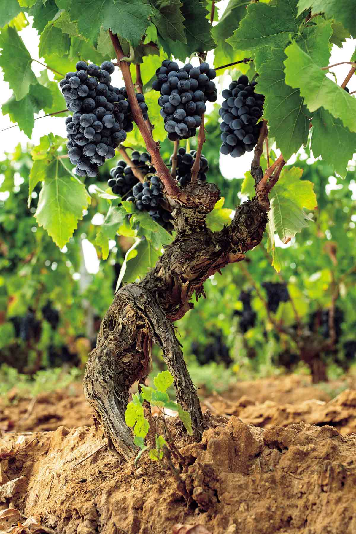 Uvas carignano en el Sulcis