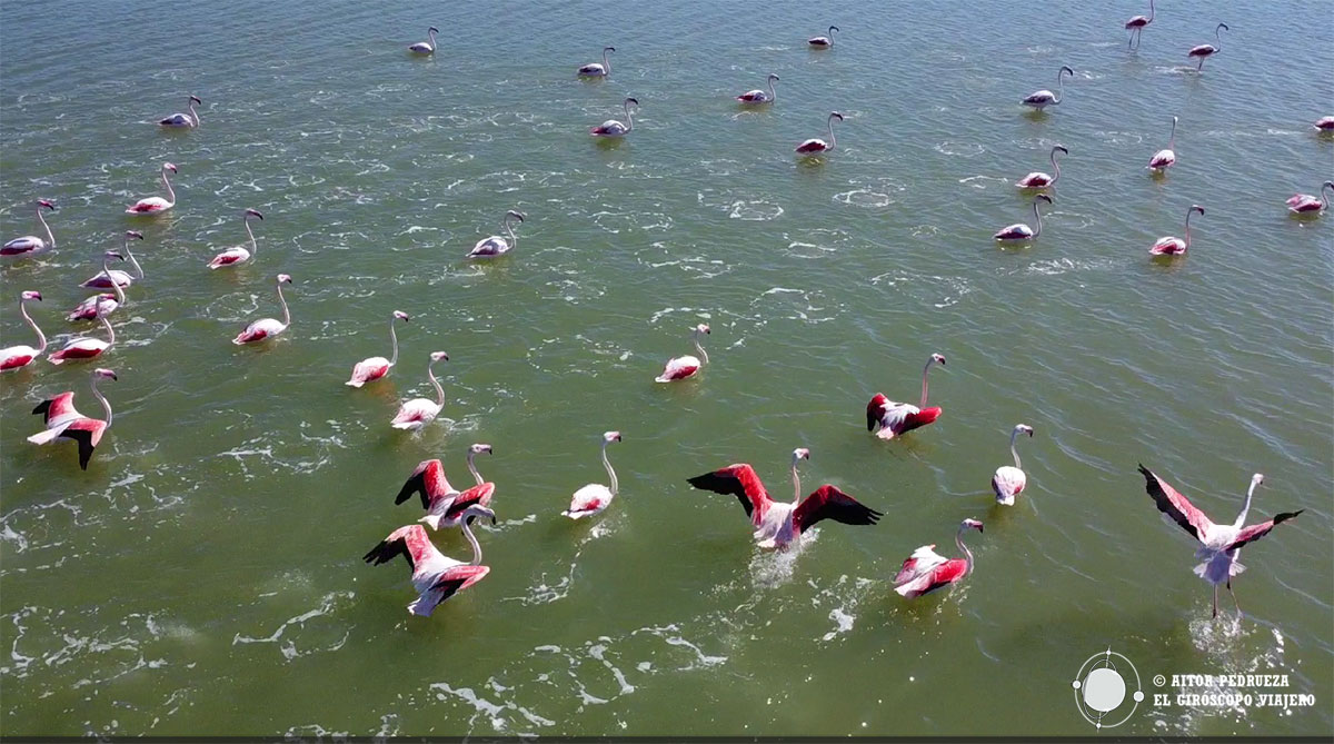 Flamencos en las lagunas de Porto Botte