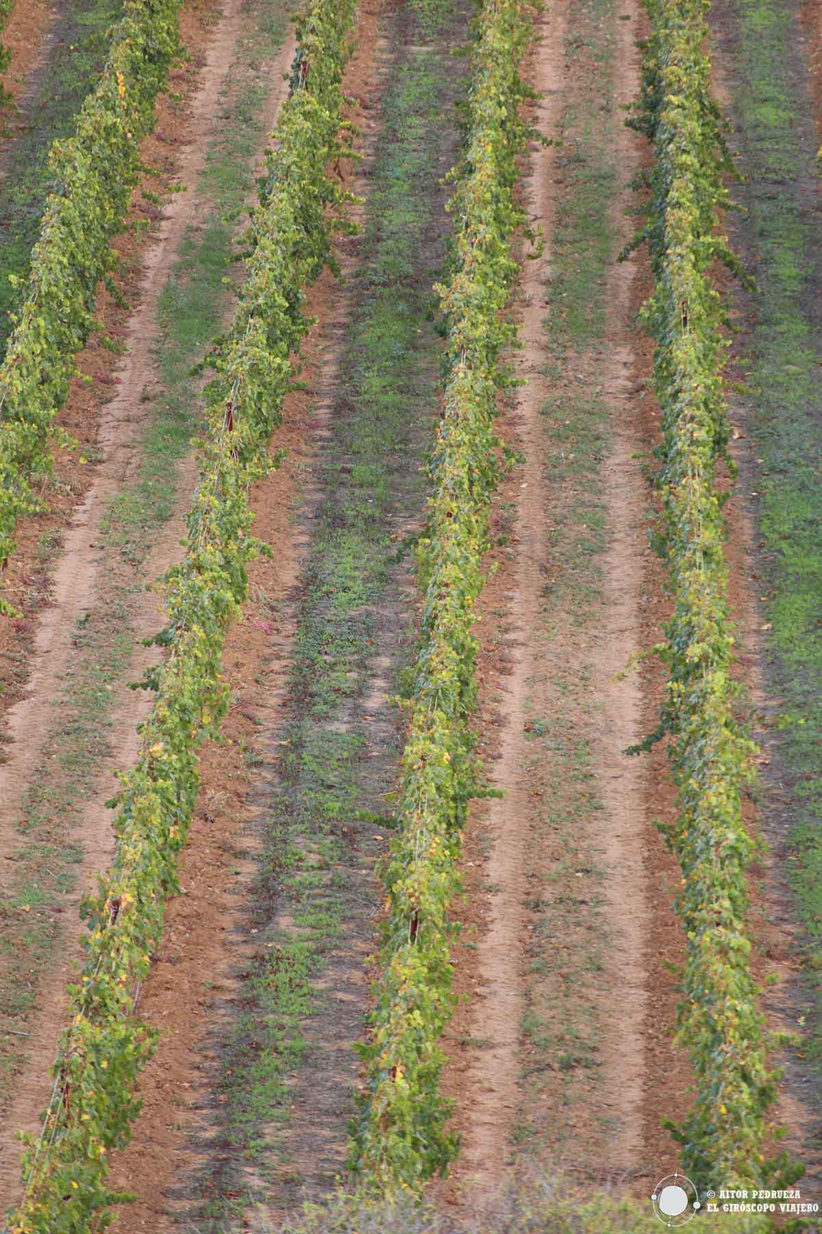 Hileras de viñedo de uva carignano en el Sulcis