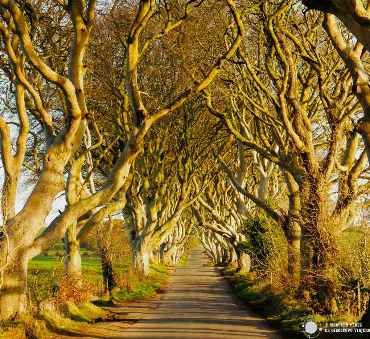 Árboles de Dark Hedges en la ruta costera de la Calzada de Irlanda del Norte.