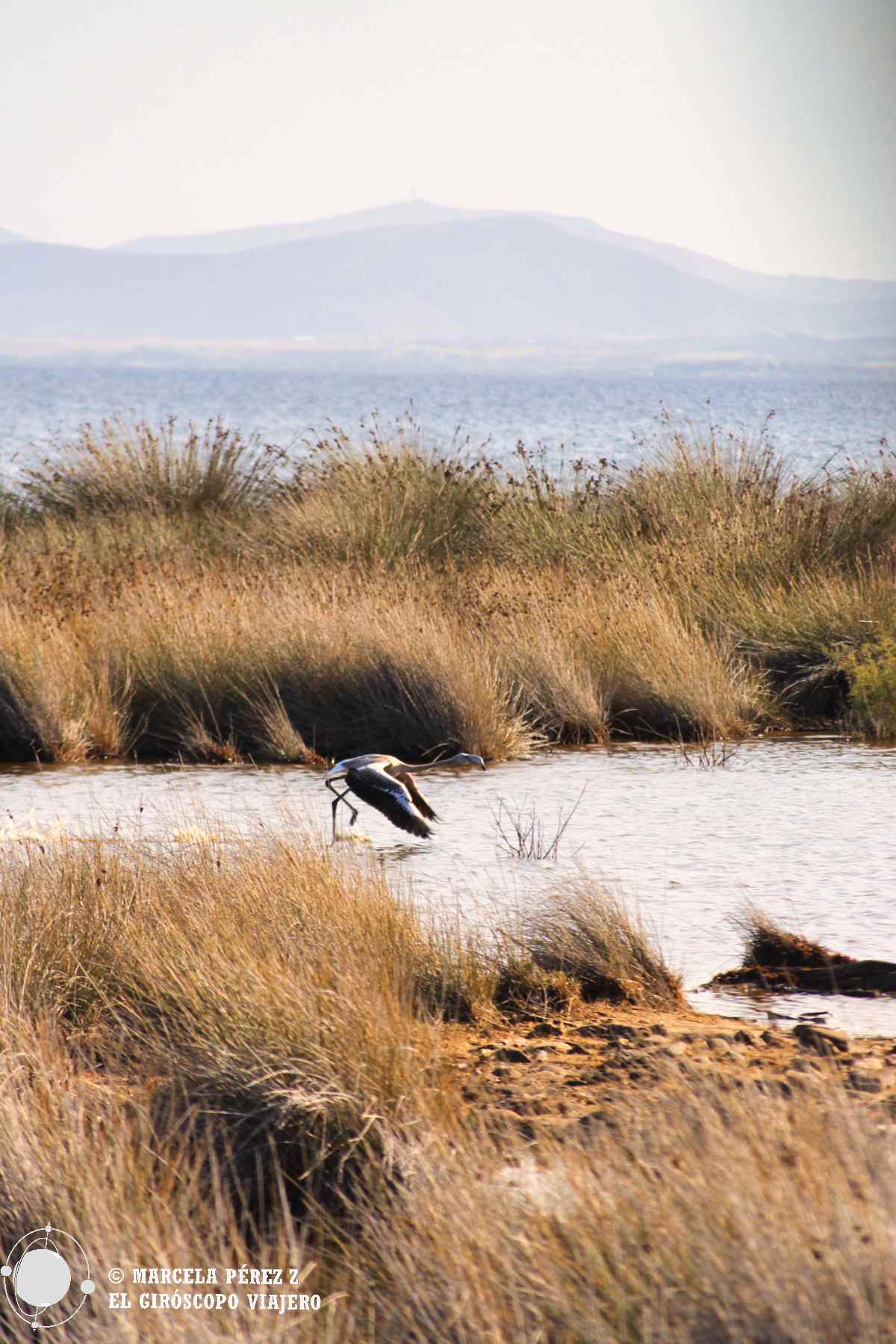 Avistamiento de aves en la isla de Asinara