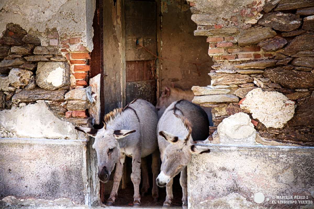 Burros en Asinara. Los blancos son albinos