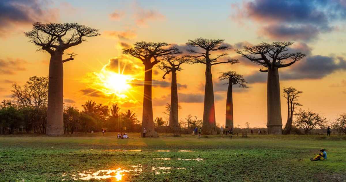 Árboles baobap en Madagascar